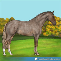 Horse Color:Chocolate Palomino Roan 