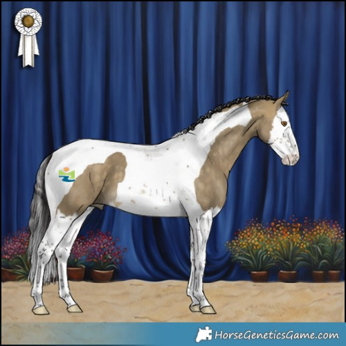 Horse Color:Buckskin Dun Splash Tobiano 