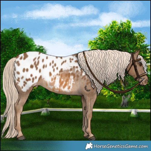 Horse Color:Chocolate Palomino Blanket