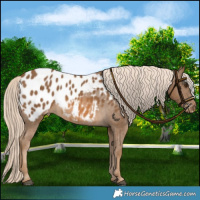 Horse Color:Chocolate Palomino Blanket 
