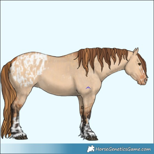 Horse Color:Red Dun  and Bay Dun Appaloosa 