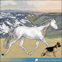 Horse Color:Powder White White Spotted Liver Red Dun Mushroom Splash Frame