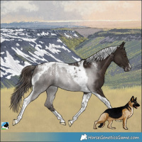 Horse Color:Powder White Liver Chestnut Tobiano