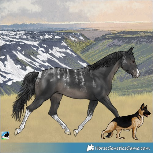 Horse Color:Powder White White Spotted Black Rabicano