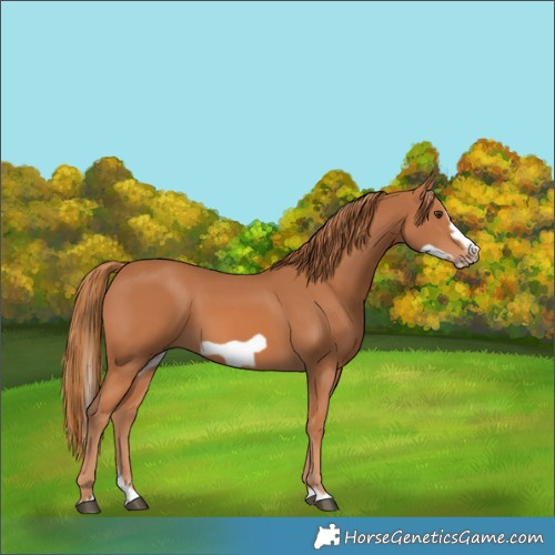Horse Color:Chestnut Splash Frame 