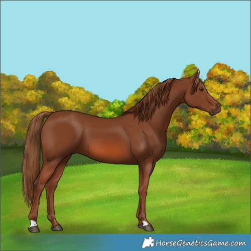Horse Color:Chestnut 