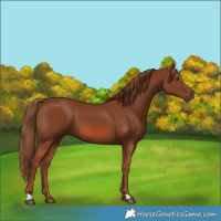 Horse Color:Chestnut 