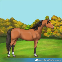 Horse Color:Bay 