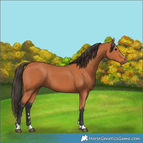 Horse Color:Bay 