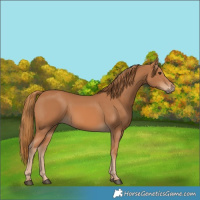 Horse Color:Chestnut 