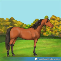 Horse Color:Bay 