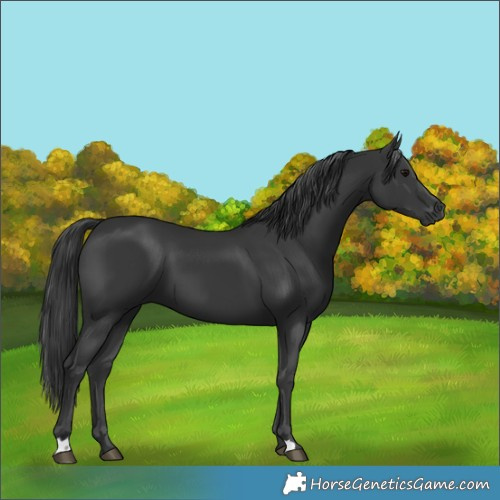 Horse Color:Black 
