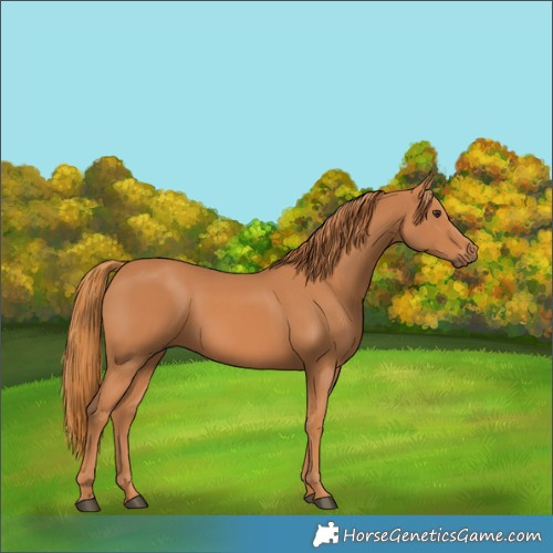 Horse Color:Chestnut 