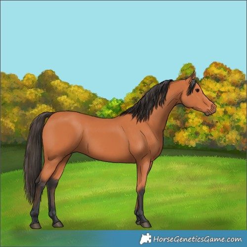 Horse Color:Bay 