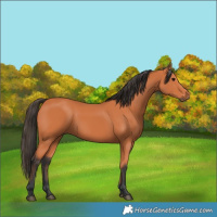 Horse Color:Bay 