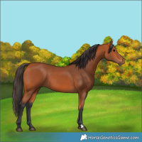 Horse Color:Bay 