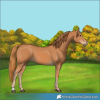 Horse Color:Chestnut 