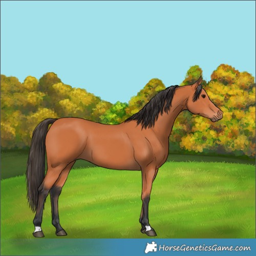 Horse Color:Bay 