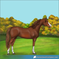 Horse Color:Chestnut 