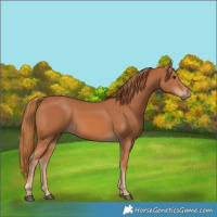 Horse Color:Chestnut 