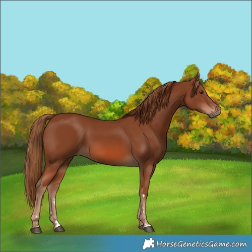 Horse Color:Chestnut 