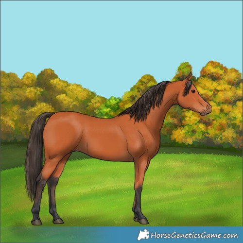 Horse Color:Bay 