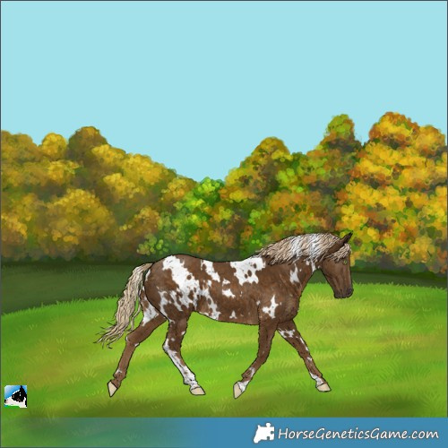 Horse Color:White Spotted Chocolate Palomino