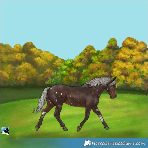 Horse Color:White Spotted Silver Bay