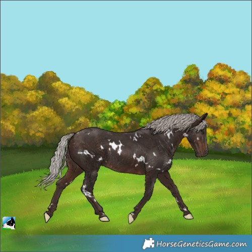 Horse Color:White Spotted Silver Bay Rabicano