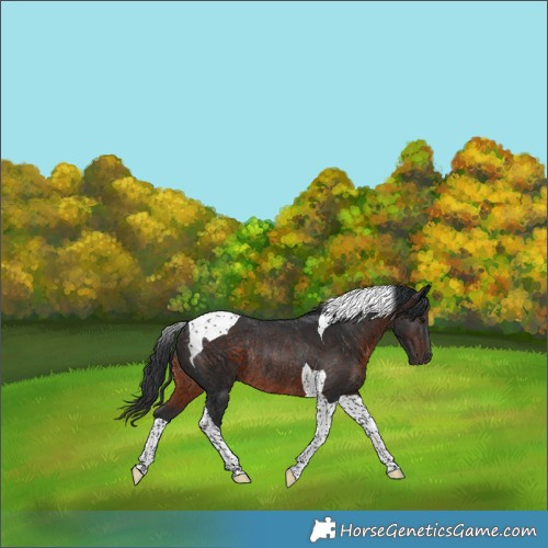Horse Color:Brown Tobiano Rabicano 