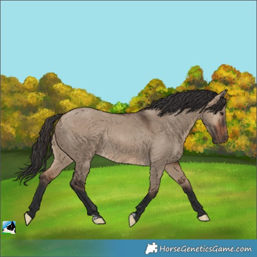 Horse Color:Bay Dun Rabicano 