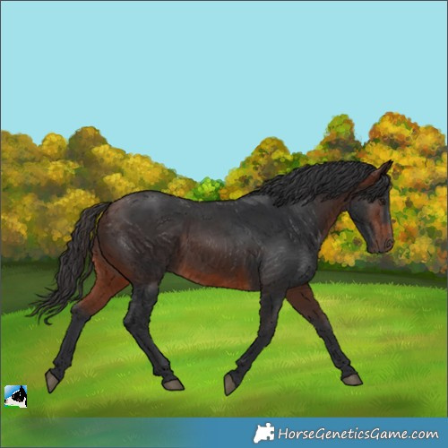Horse Color:Brown Rabicano