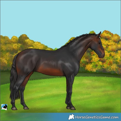 Horse Color:Brown Rabicano 