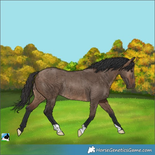 Horse Color:Brown Dun Rabicano Brindle