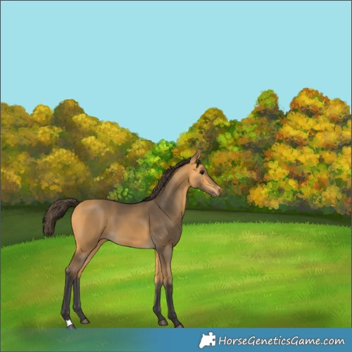 Horse Color:Buckskin 