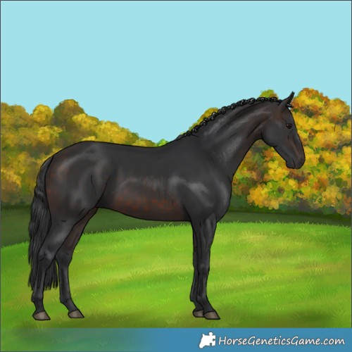 Horse Color:Brown Rabicano 