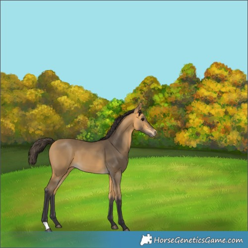 Horse Color:Buckskin 