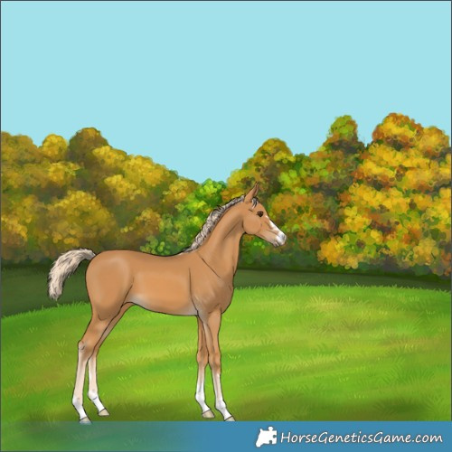 Horse Color:Palomino