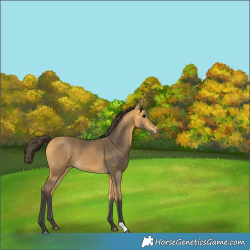 Horse Color:Buckskin