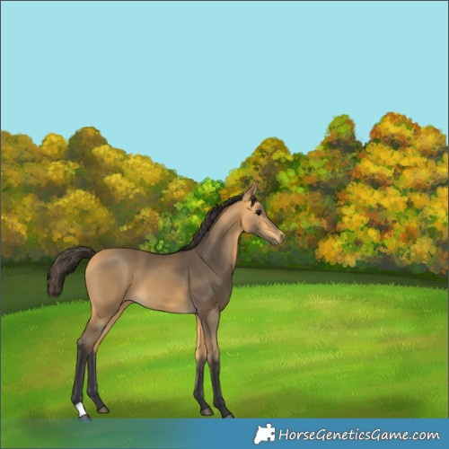 Horse Color:Buckskin