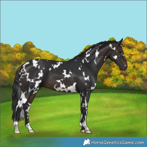 Horse Color:White Spotted Brown 
