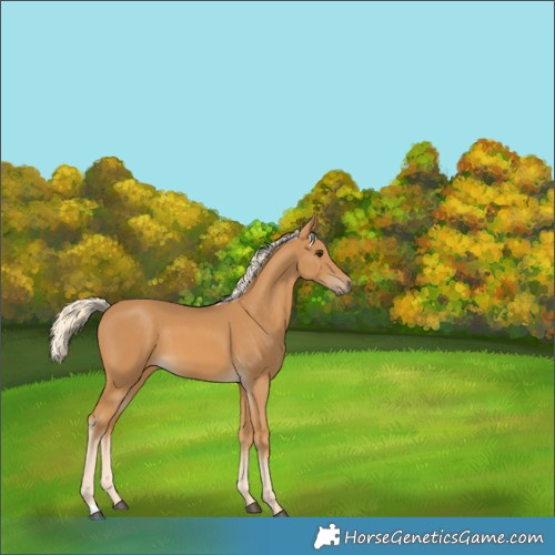 Horse Color:Palomino