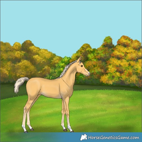 Horse Color:Palomino