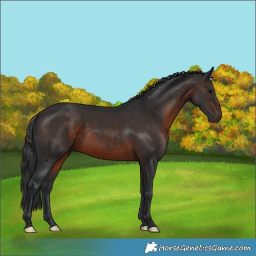 Horse Color:Brown Rabicano 