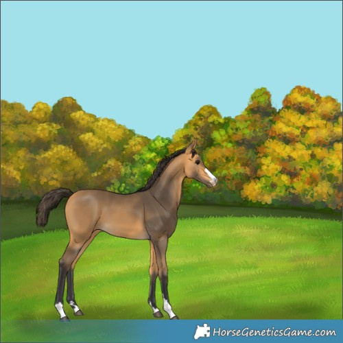 Horse Color:Buckskin