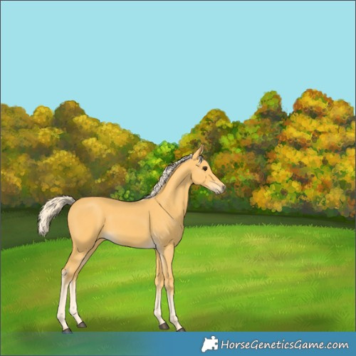 Horse Color:Palomino