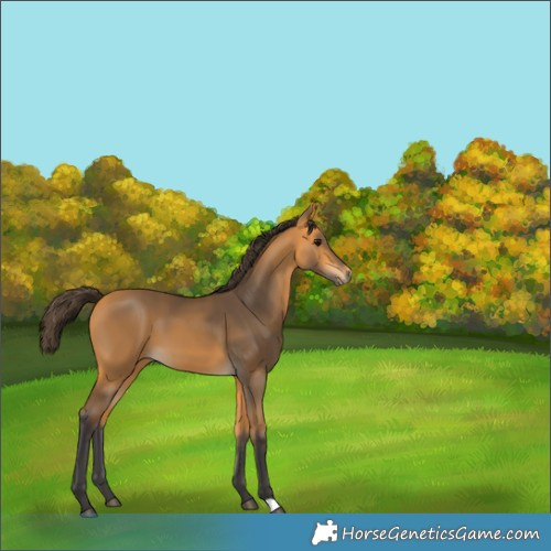 Horse Color:Buckskin 