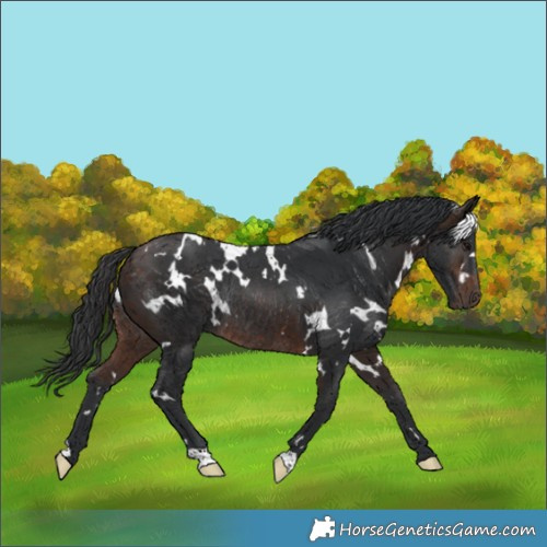 Horse Color:White Spotted Bay Rabicano 