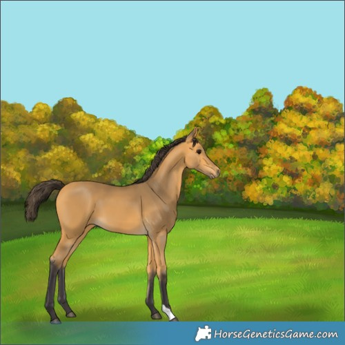 Horse Color:Buckskin 