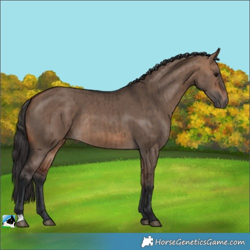 Horse Color:Bay Dun Brindle 